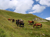 Gruzja - Swanetia wokół kaukaskich olbrzymów